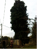 Préparation de l'arbre prochainement sculpté devant la MFR  (03/2010)